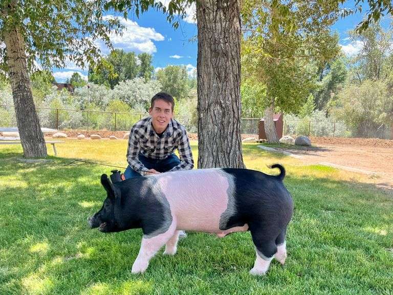 Levi Daly Pig
