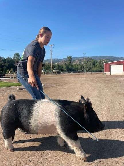 Charlotte Randall Pig