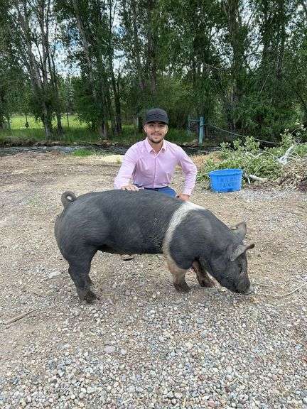 Kyle Woodworth Swine