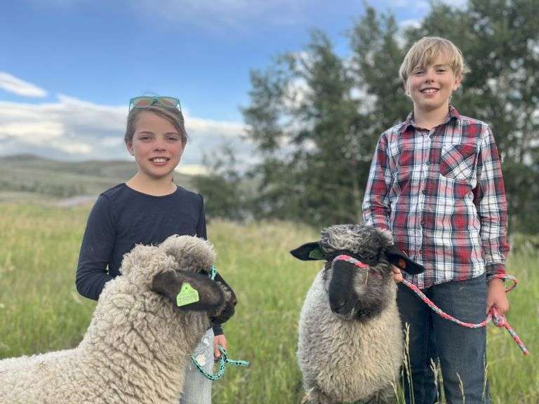 Estin Schreiber Sheep