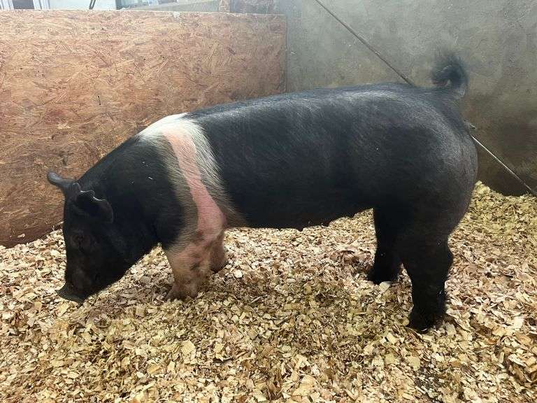 Lucas Hill Pig