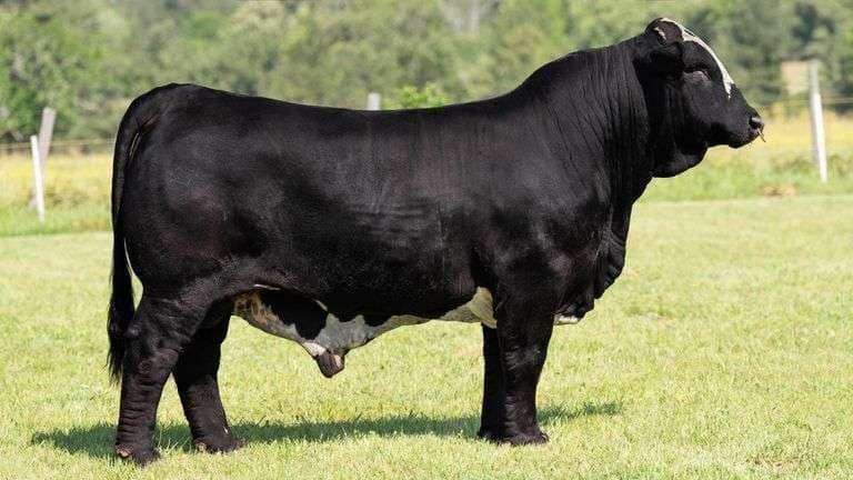 Semen Package: AB FULL HOUSE