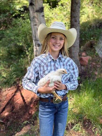 Hayden Stoltzfus Chicken