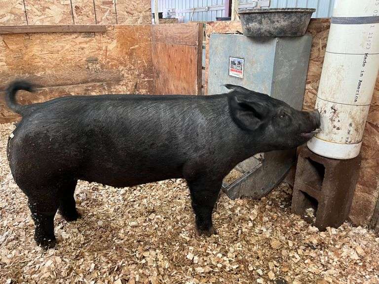 Justin Hill Pig