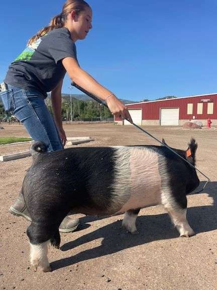 Charlotte Randall Pig