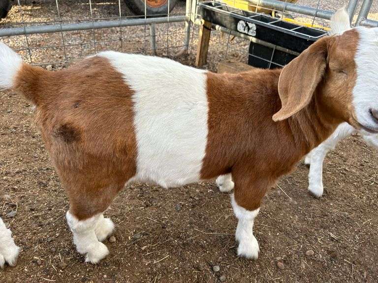 Wyatt Colby Goat