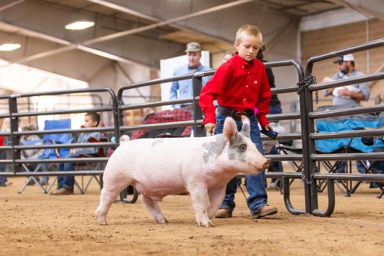 Lane Ewing Swine