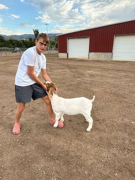 Beckett Harrison Goat