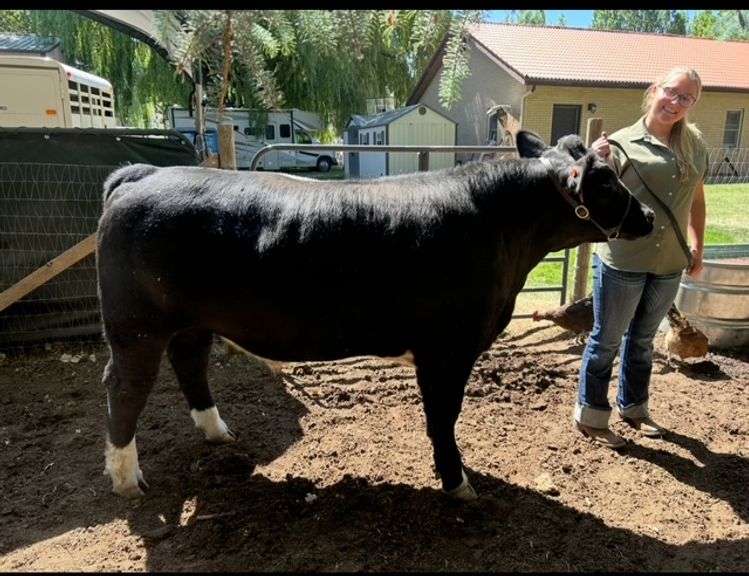 Sadie Collier Beef