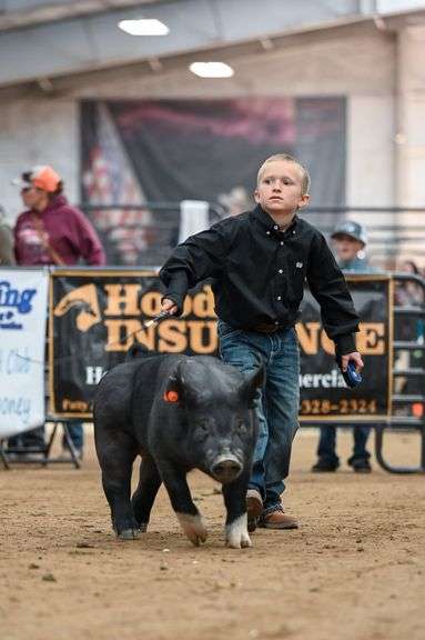 Lane Ewing Swine