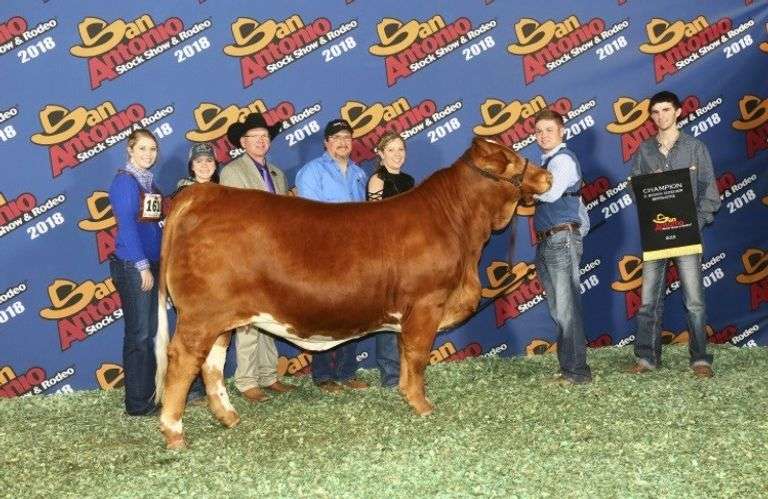 Sexed Female Embryo Package: VFF ENFORCER 306E x WR QUEEN ELIZABETH