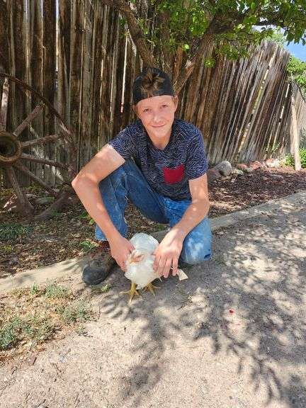 Jayce Dallmann Chicken