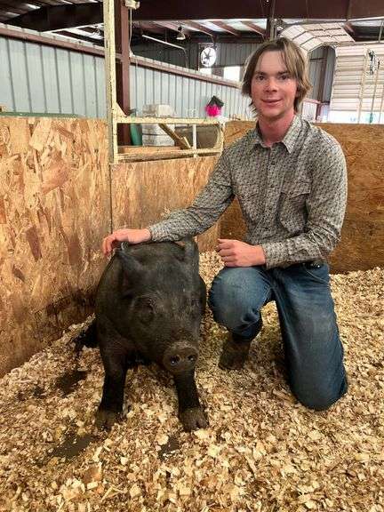 Justin Hill Pig