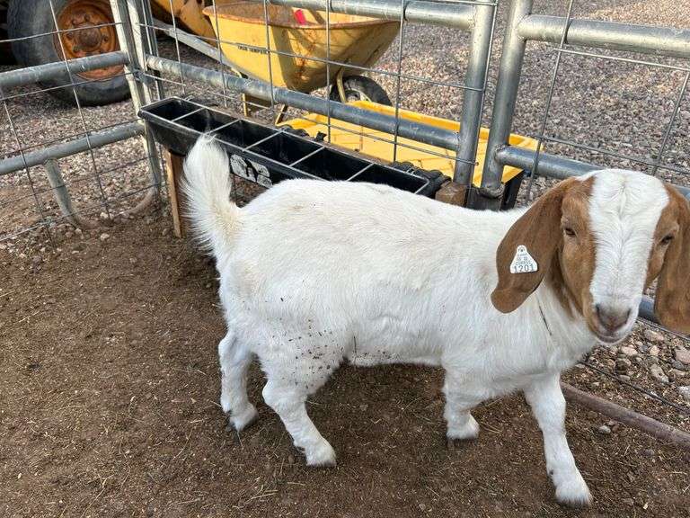 Chloe Colby Goat