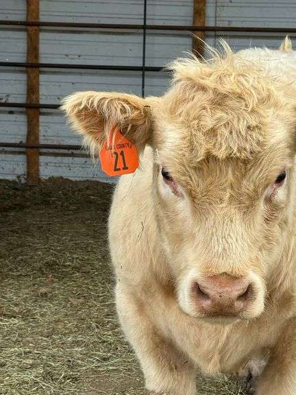 Wyatt Colby Beef