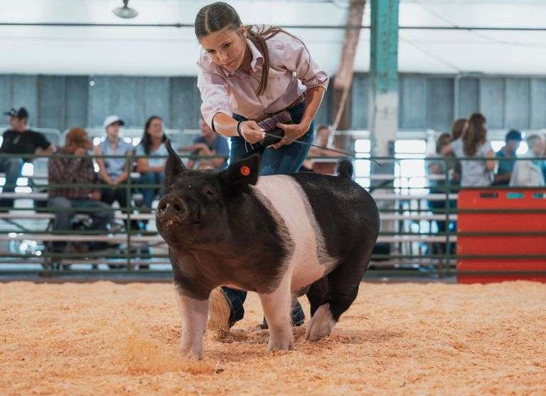 Alex  Eichler Swine