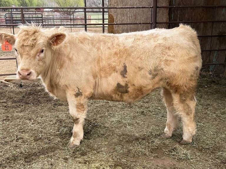 Wyatt Colby Beef