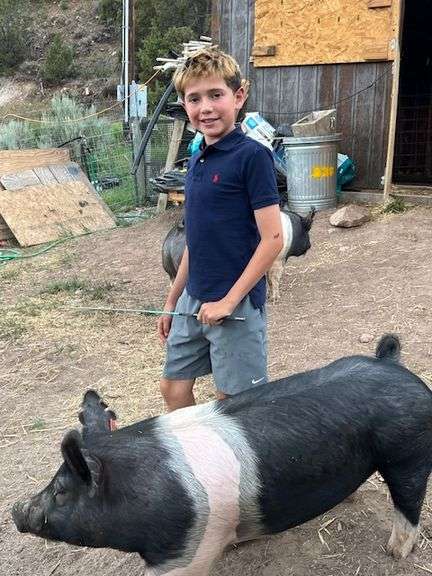 Rafael  Romanin Swine