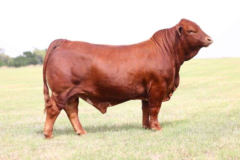 Semen Package: LAHL Big Poppa