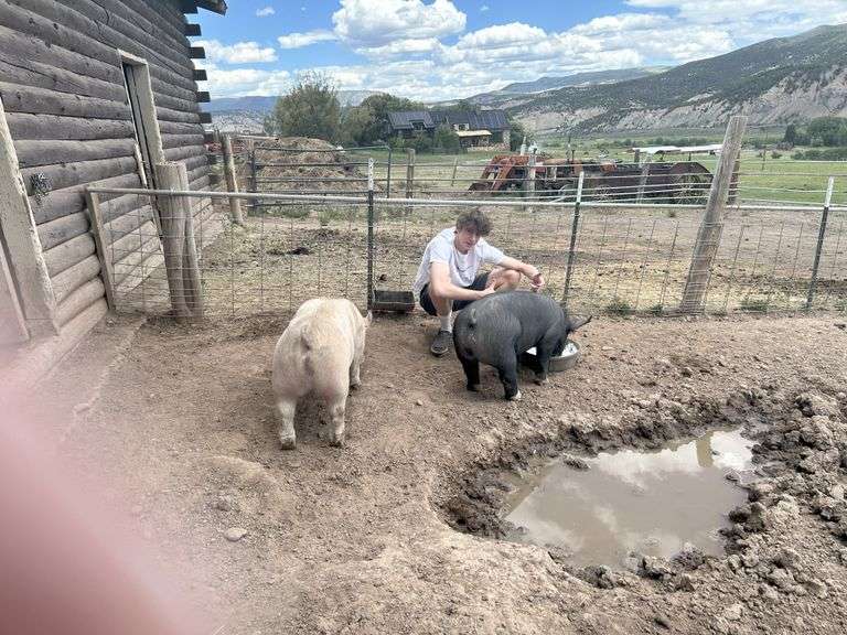Evan Wilson Swine