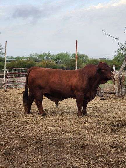 Semen Package: EMS 560 (Crimson Cadillac)