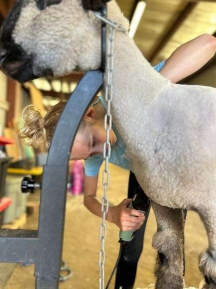 Claire Diss Lamb