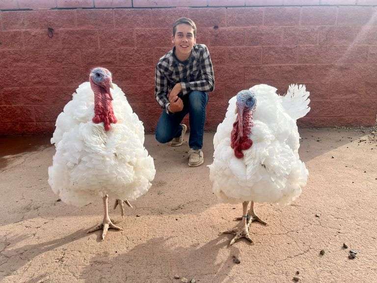 Levi Daly Turkey