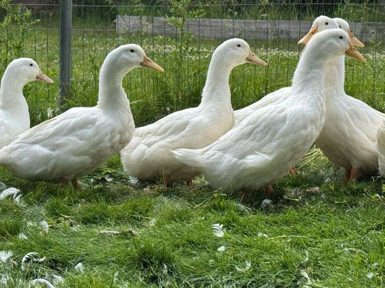 Desmond  Parker Duck