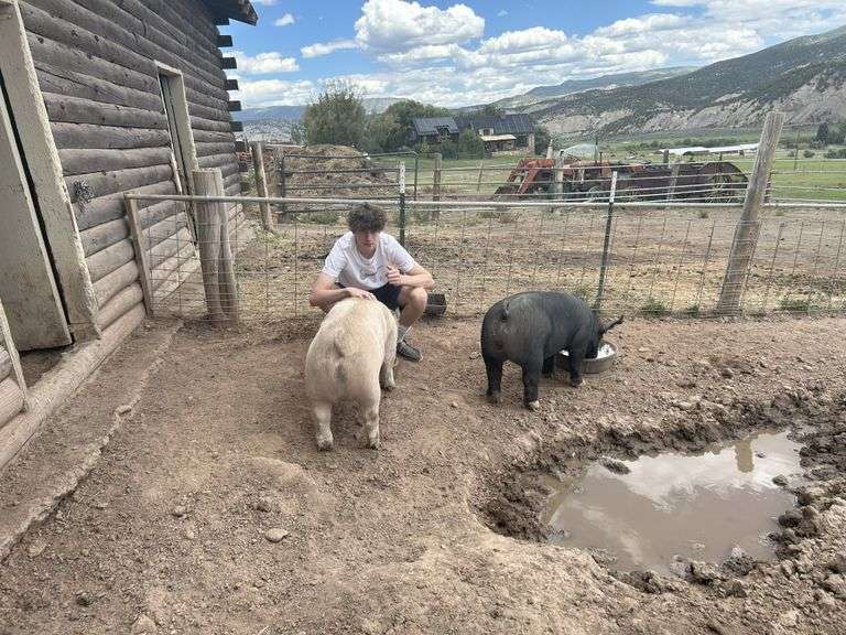 Evan Wilson Swine