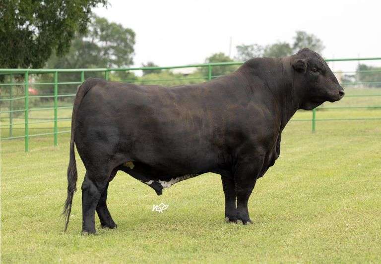Janssen Beefmasters Semen Package
