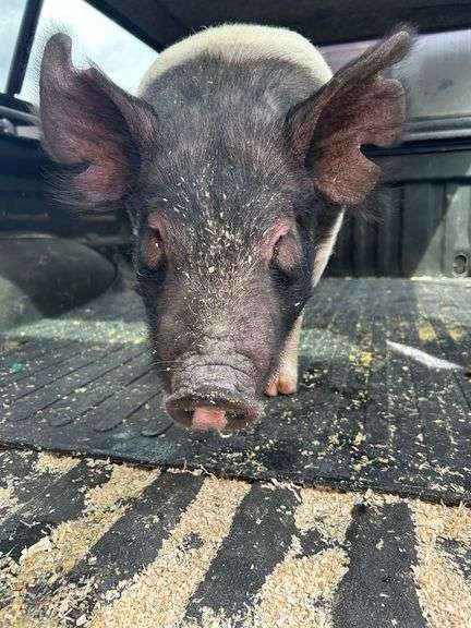 Aubrey Diss Pig