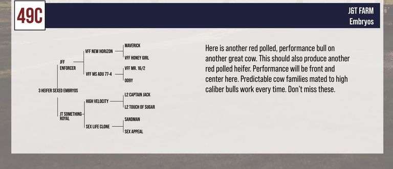 Sexed Heifer Embryo Package: VFF ENFORCER x JT SOMETHING ROYAL