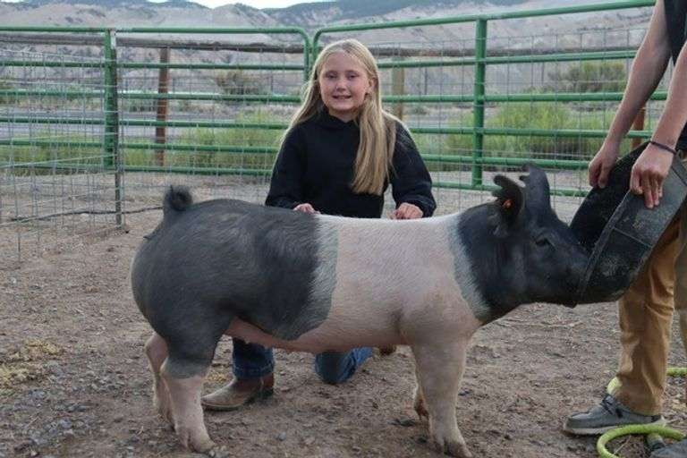 Stella Baugh Pig