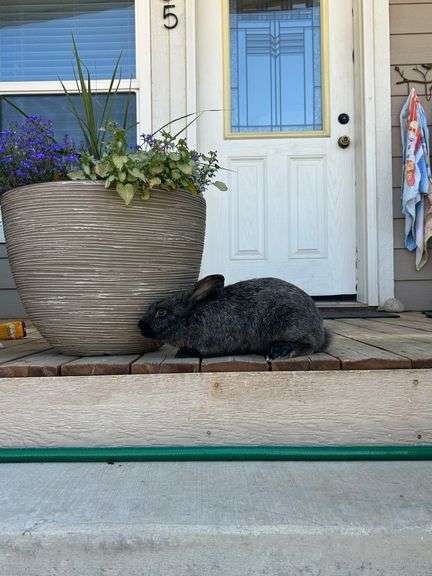 Claire Diss Rabbits