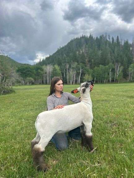 Krisha Wood  Sheep