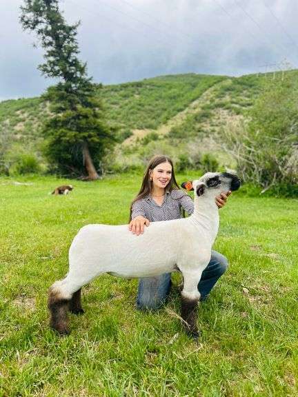 Krisha Wood  Sheep