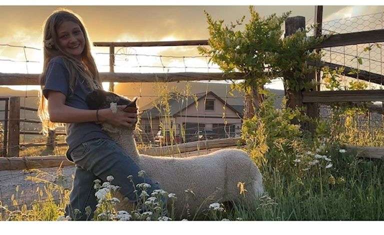 Hazel Thompson Sheep