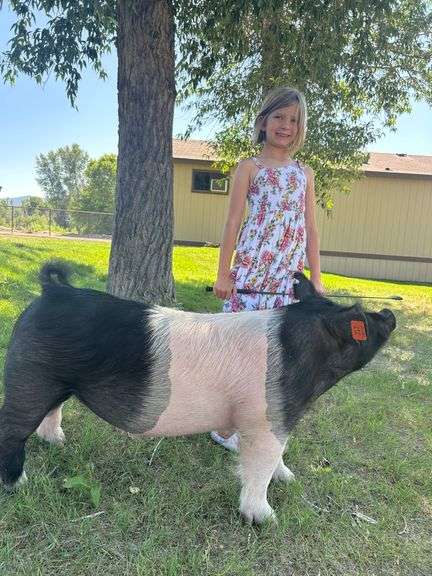 Aubrey Diss Pig