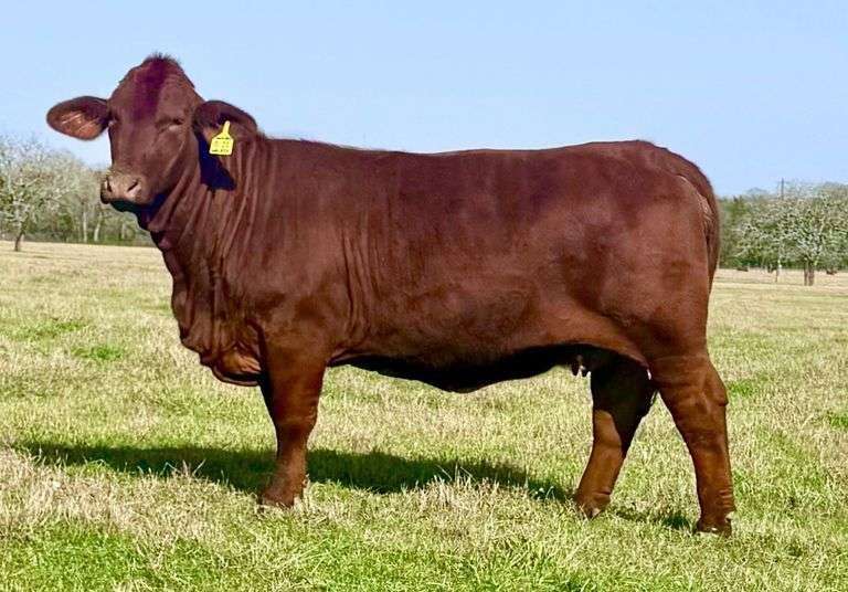 Embryo Package: CF Brazos X CWL Bet on Synful
