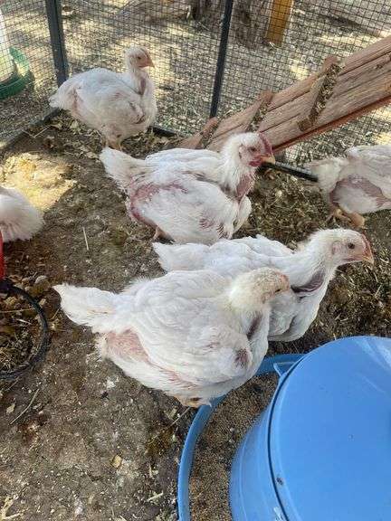 Hazel Grabske - Chicken
