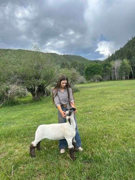 Krisha Wood  Sheep