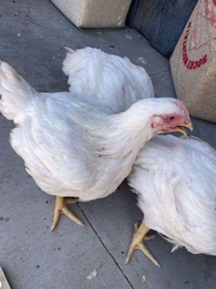 Elizabeth Ruth Thompson Chicken
