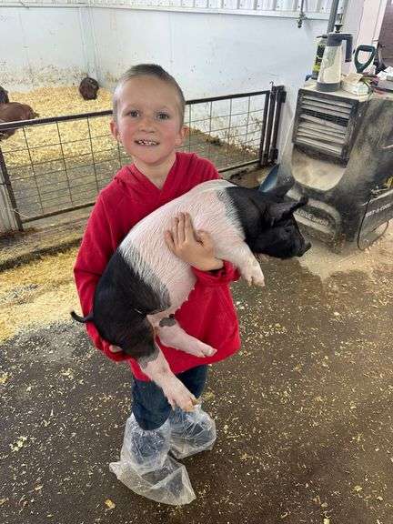 Lane Ewing Swine