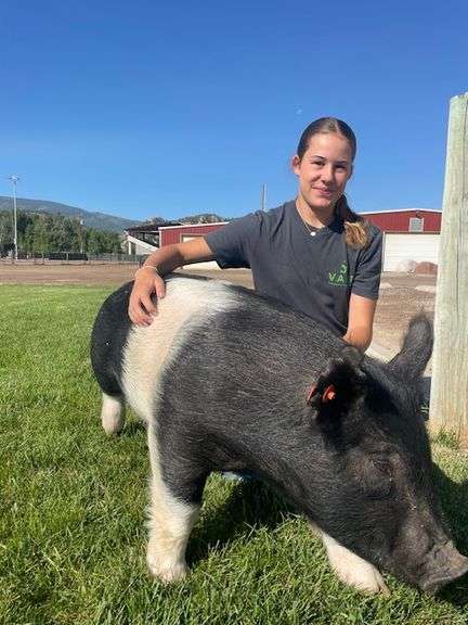 Charlotte Randall Pig
