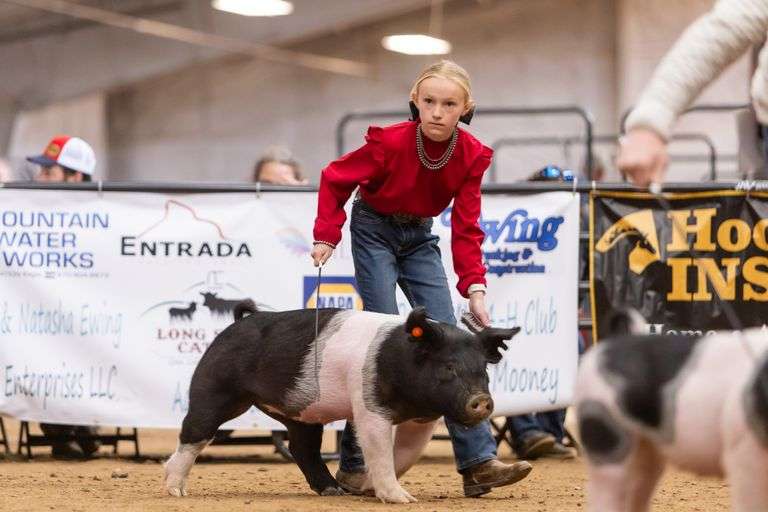 McKelly Ewing Swine