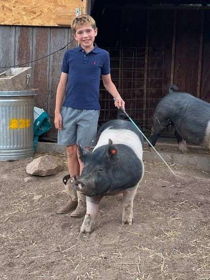 Rafael  Romanin Swine