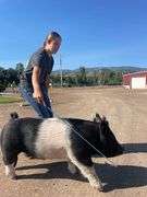 Charlotte Randall Pig