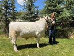 Cecelia Thompson Beef