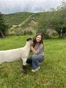 Krisha Wood  Sheep