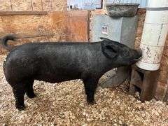 Justin Hill Pig